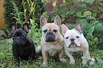 Northern Frenchies is a trusted breeder in Northern Ontario, specializing in ethical French Bulldog breeding. Led by Henri Danis, we focus on raising healthy, socialized puppies while prioritizing responsible breeding practices.