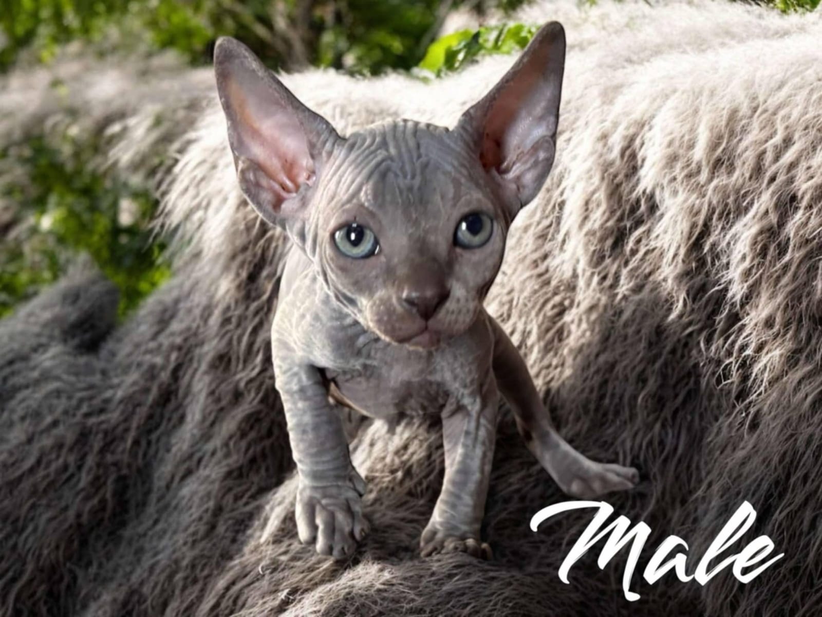 Sphynx Kitten 5 Resting, Available in Northern Ontario