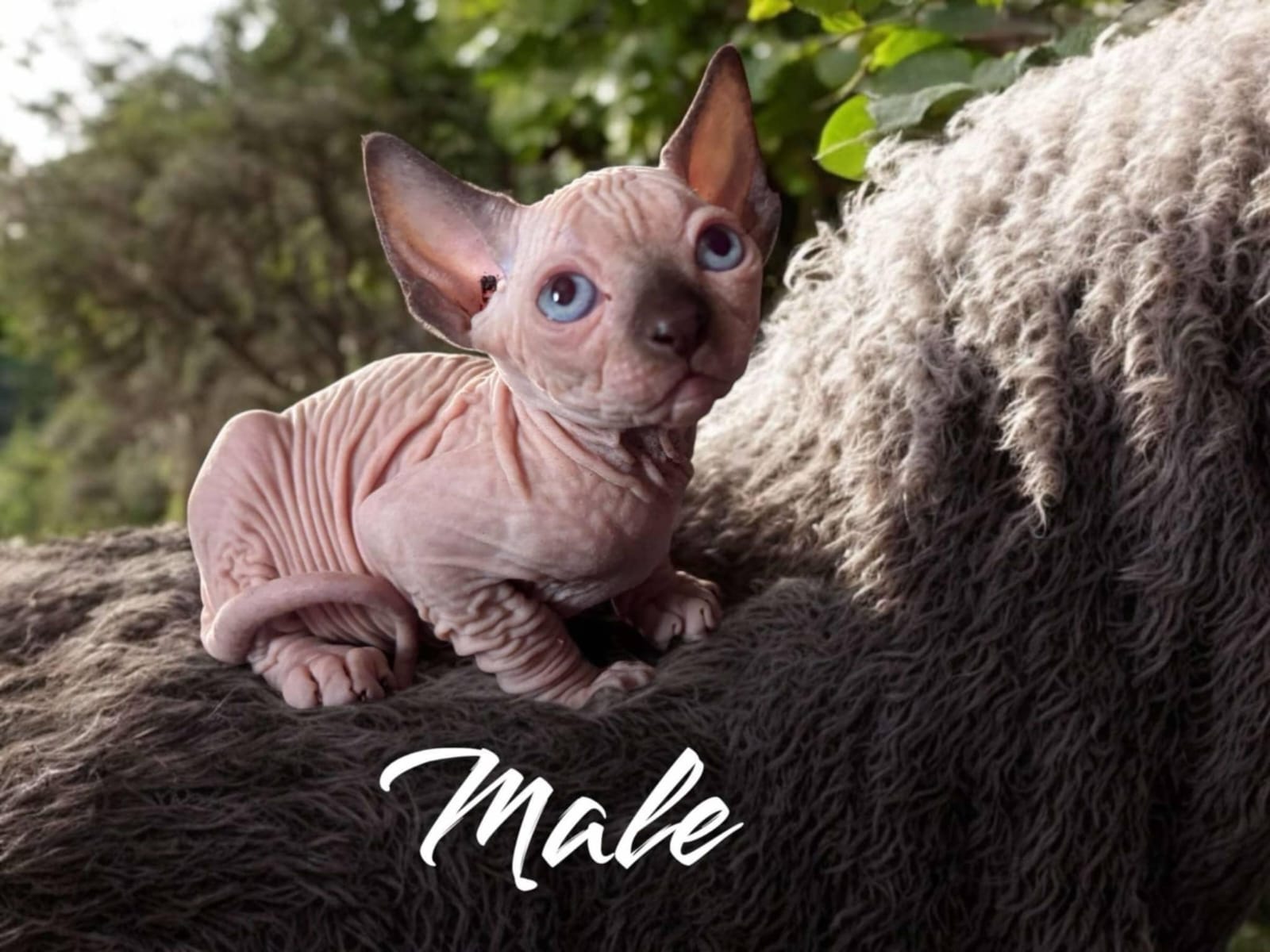 Sphynx Cat at Northern Sphynx Cattery in Sturgeon Falls, Ontario